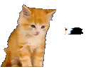 8b60ad7d034f32dcdd58a17fb8f85cf6_1753803966_9453.gif